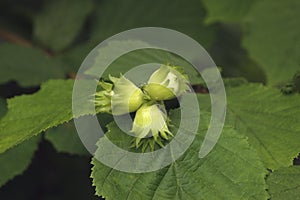 Common hazel, Corylus avellana,