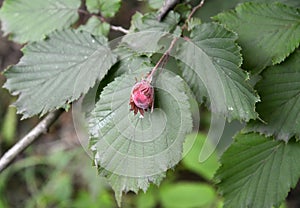 Common hazel, form dark-purple Corylus avellana L. H.Karst. f Purpurea, nut and leaves