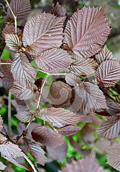Common hazel, form purple Corylus avellana L. H.Karst. f. Purpurea, leaves close up photo