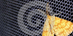 Common Heath   moth perched on a mesh background, pictured in north macedonia