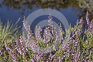 Common heather also called calluna vulgaris