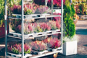 Common heather, Calluna vulgaris