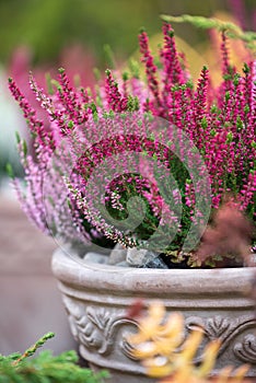 Common heather, Calluna vulgaris, in flower pot