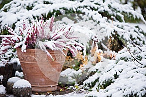 Common heather, Calluna vulgaris, in flower pot covered with snow