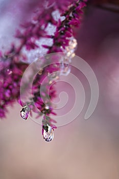 Common heather, Calluna vulgaris, flowers covered with frozen water drops