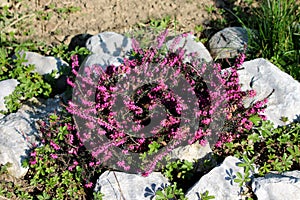 Common heather or Calluna vulgaris low growing perennial shrub flowering plant with dense purple flowers in racemes planted in