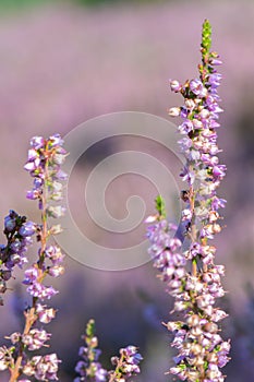Common heather Calluna vulgaris pink flowers in close-up