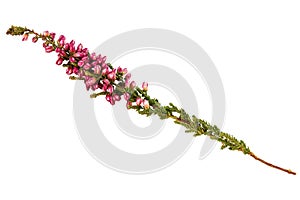 Common heather Calluna vulgaris twig