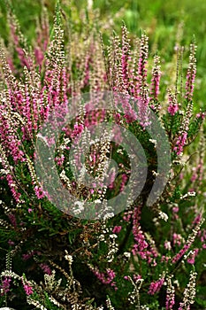 Common heather (calluna vulgaris) in wild .