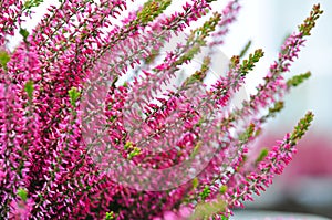 Common heather flowers