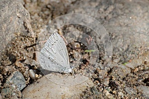 Common Hedge Blue butterfly - mud puddling .