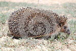 The common hedgehog or European hedgehog Erinaceus europaeus runs on the ground on a spring day in search of food.