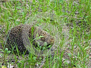 A common hedgehog walks among the grass