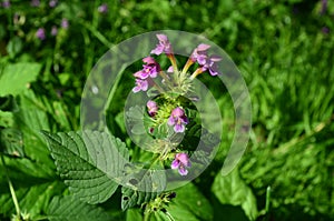 Common Hemp-nettle Galeopsis tetrahit