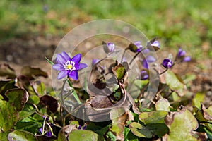 The Common hepatica (Anemone hepatica)