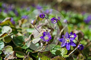 The Common hepatica (Anemone hepatica)