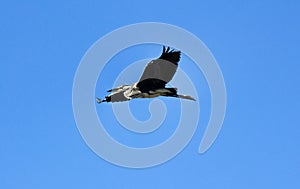 Common Heron (Ardea cinerea) in flight photo