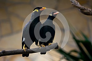 Common hill myna