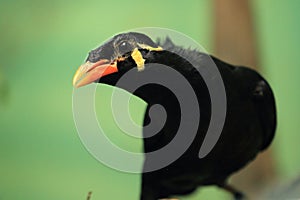 Common hill myna photo