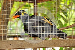 Common hill myna