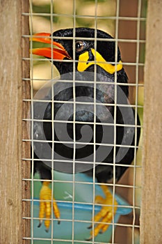 Common hill myna