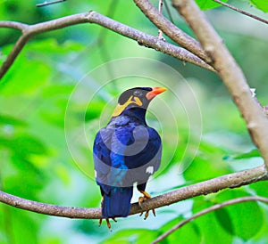 Common Hill Myna