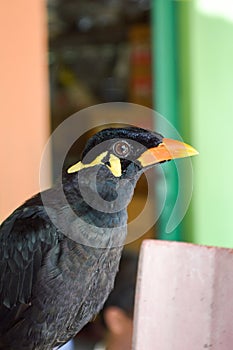 Common hill myna bird