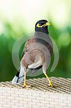 Common hill myna bird