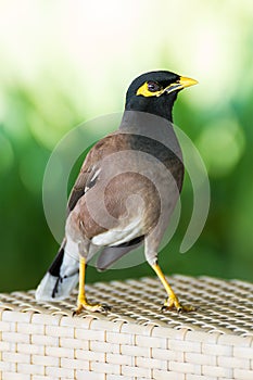 Common hill myna bird