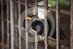 Common Hill Myna bird in cage