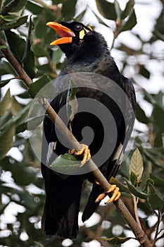 common hill myna bird on tree