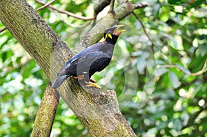 Common Hill Myna photo