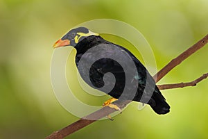 Common Hill Myna Gracula religiosa intermedia photo