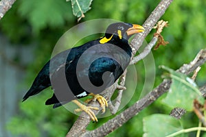 A common hill myna Gracula religiosa, or