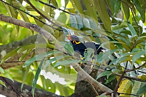 Common hill myna, Gracula religiosa, singing in a tree