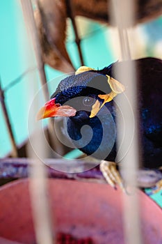 Common hill myna looking at the camera from inside its cage