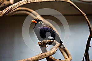 Common hill myna sitting on a branch