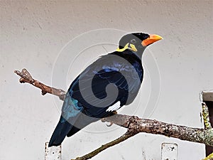 Common hill myna sitting on branch in front of wall