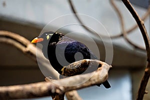 Common hill myna in the zoo in Karlsruhe