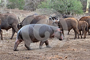 Common Hippo with herd of cape buffalo in Africa