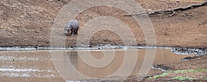 Common Hippo [hippopotamus amphibius] coming down to a pond in Africa