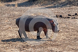 Common Hippo [hippopotamus amphibius] on land in Africa