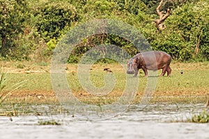 The common hippo Hippopotamus amphibius on land grazing, Murchison Falls National Park, Uganda.