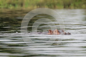 The common hippo Hippopotamus amphibius, Murchison Falls National Park, Uganda.