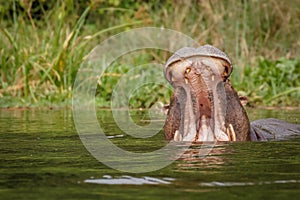 The common hippo Hippopotamus amphibius opening his big mouth, Murchison Falls National Park, Uganda.