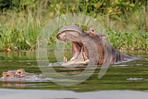 The common hippo Hippopotamus amphibius opening his big mouth, Murchison Falls National Park, Uganda.