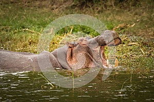 The common hippo Hippopotamus amphibius opening his big mouth, Queen Elizabeth National Park, Uganda. photo