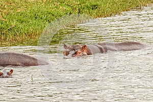 The common hippo Hippopotamus amphibius, Queen Elizabeth National Park, Uganda.