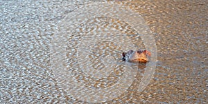 Common Hippo [hippopotamus amphibius] surfacing for air by in a lake in Africa