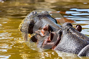 Common Hippopotamus.